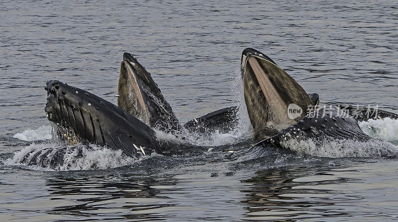 座头鲸(Megaptera novaeangliae)是一种长须鲸，发现在阿拉斯加水域。在锡特卡声采用泡沫网喂养。鱼跳起来试图逃跑。